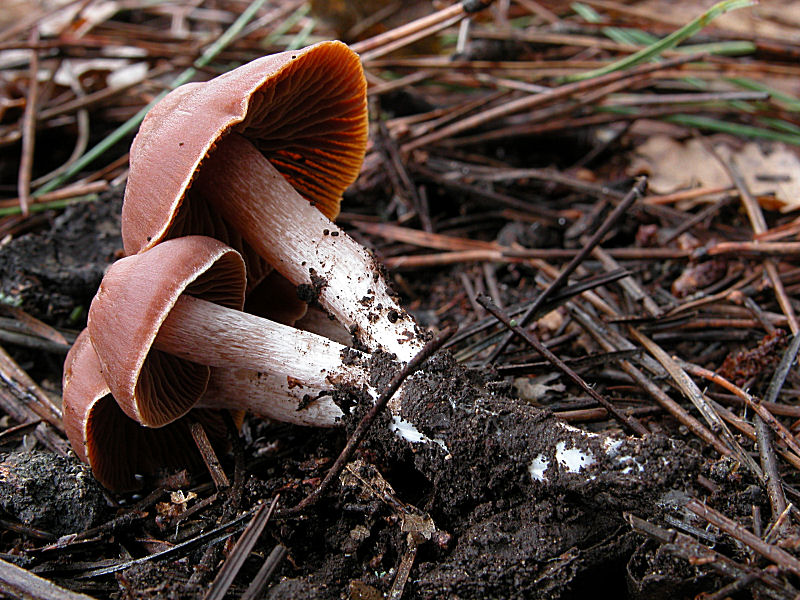 Telamonia (mi lancio)